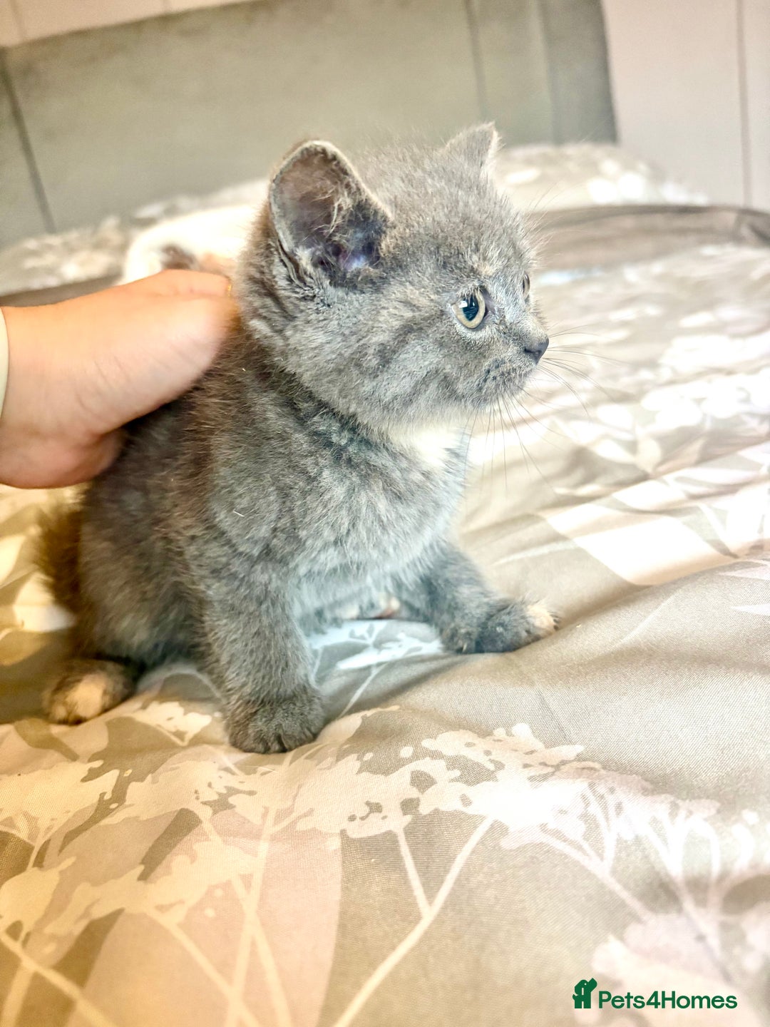 Persian cats for sale: Beautiful kittens  - Image 7