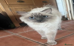 Ragdoll cats for sale: Female Ragdoll for Sale - Image 1