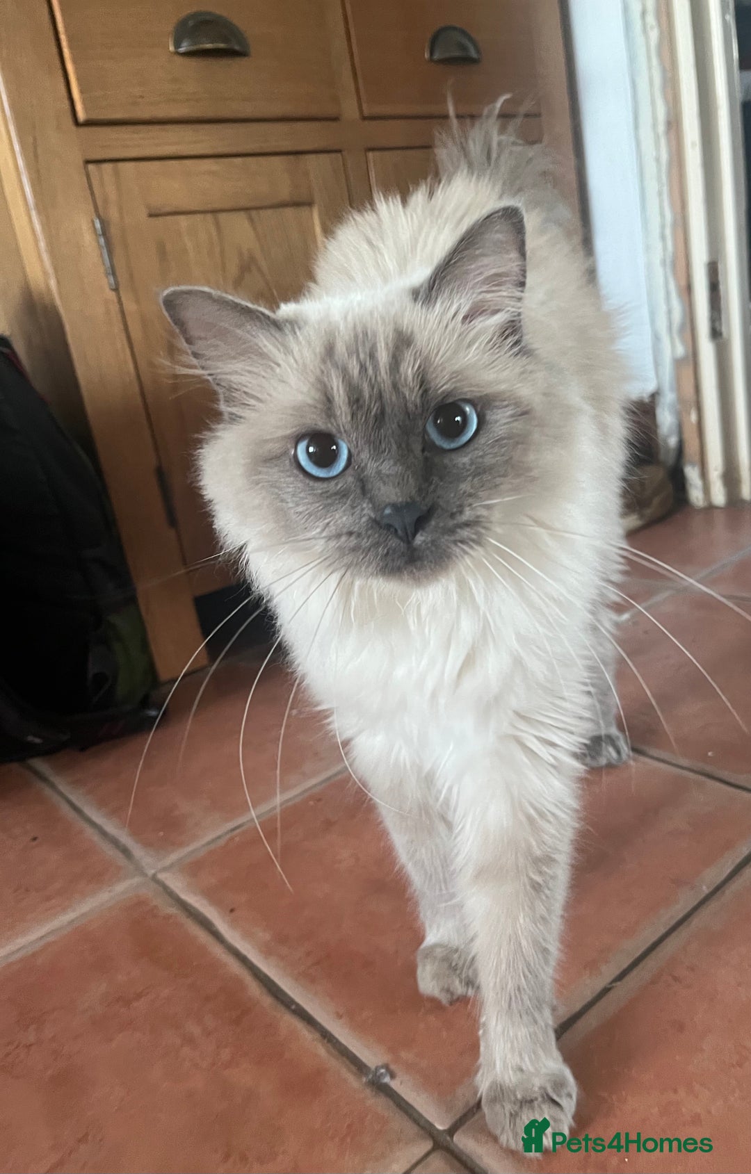 Ragdoll cats for sale: Female Ragdoll for Sale - Image 1
