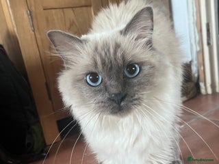 Ragdoll cats Female Ragdoll for Sale - Advert 6