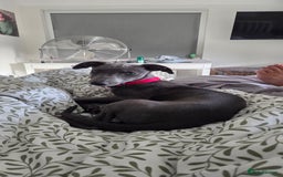Whippet dogs for sale: Beautiful Male Whippet Puppy - Image 6