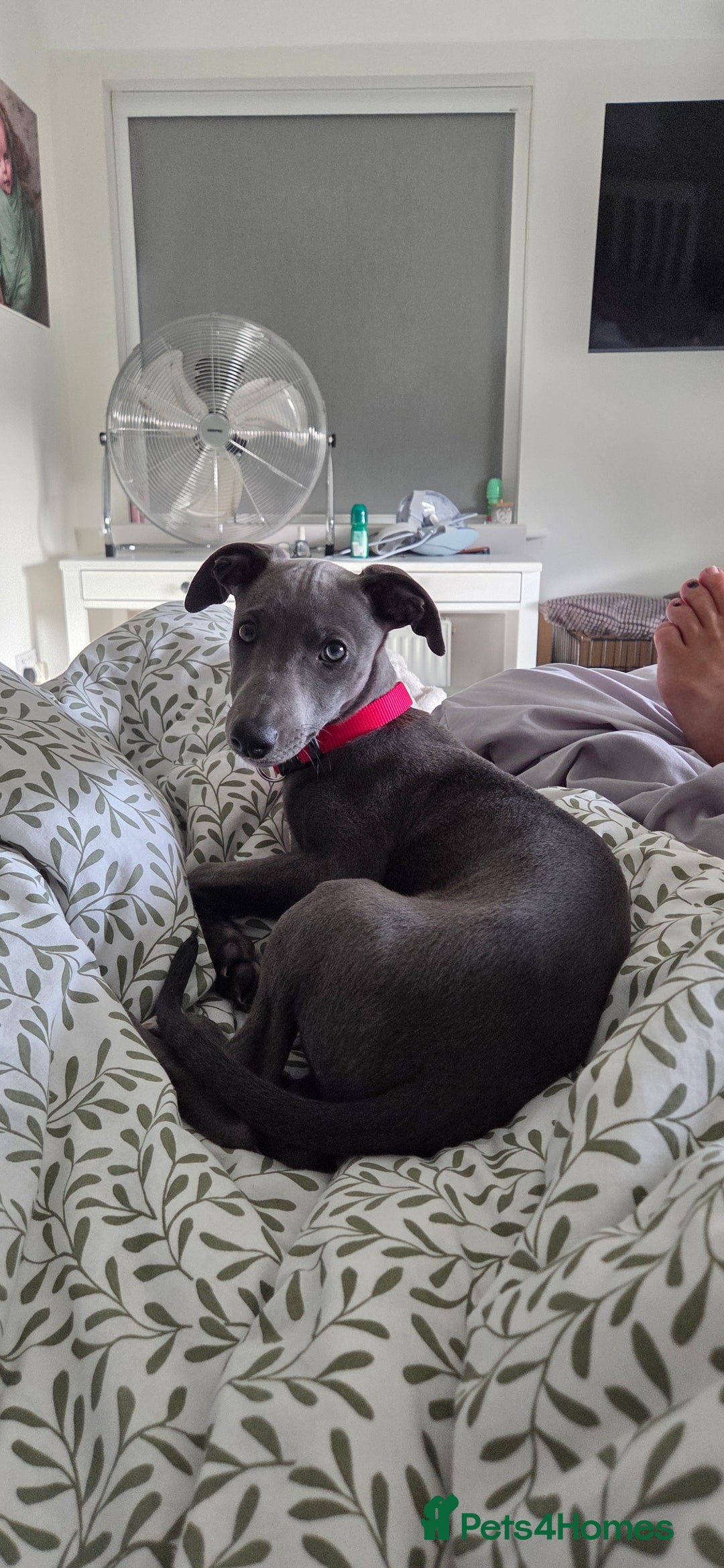 Whippet dogs for sale: Beautiful Male Whippet Puppy - Image 6