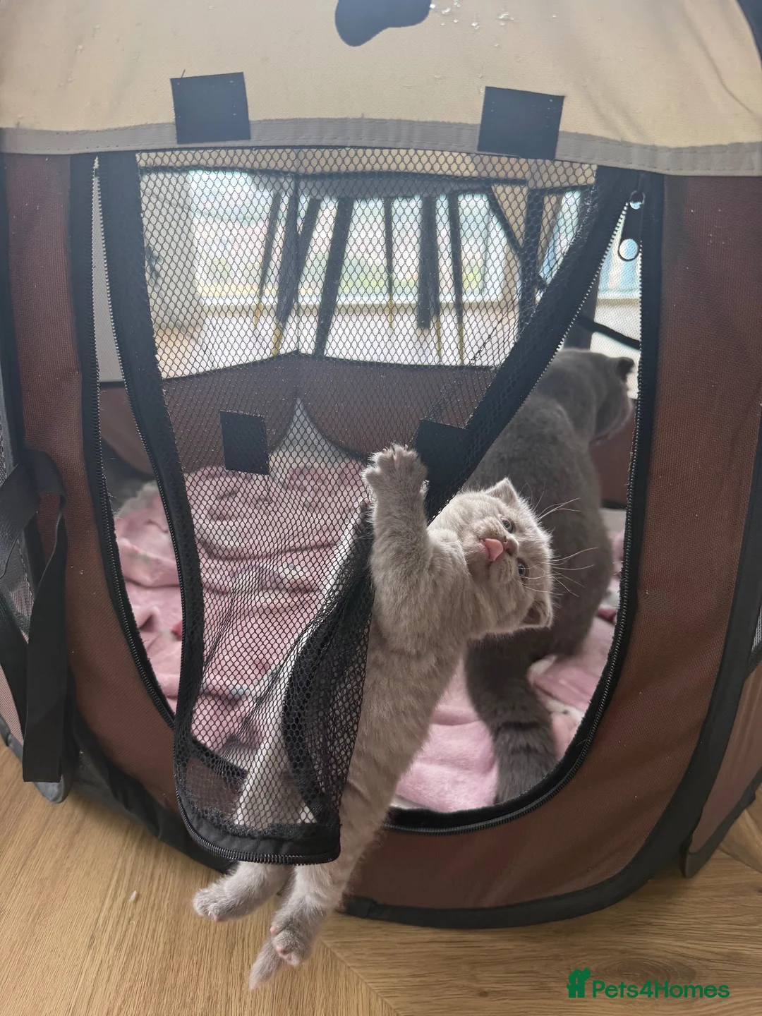 British Shorthair cats for sale: British shorthair kittens ready for new home in London - Advert 2