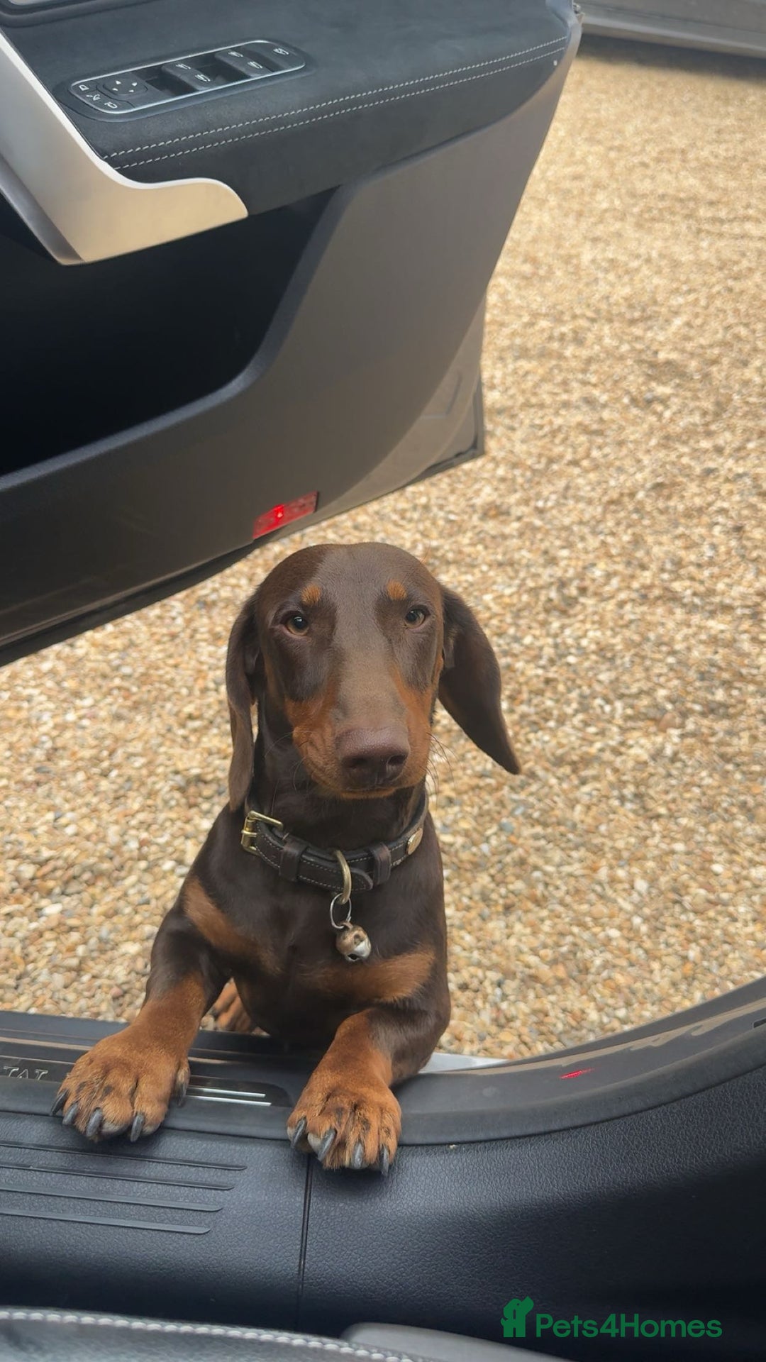 Miniature Dachshund dogs for stud: Standard Dachshund Male Stud - Image 6