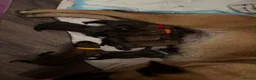 Belgian Shepherd Dog dogs for sale: Beautiful Belgium Shepard Dog in Wolverhampton - Advert 1
