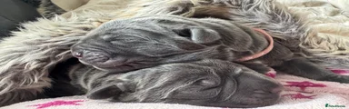 Neapolitan Mastiff Puppy 2