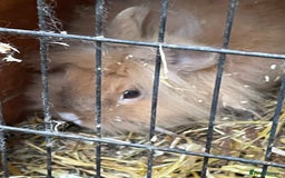 Lionhead rabbits for sale: Various lion head rabbits - Image 1