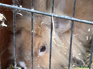 Lionhead rabbits - Advert 22