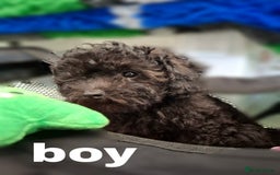 Toy Poodle dogs for sale: Asian mini toy poodles - sable , fully vaccinated  - Image 5