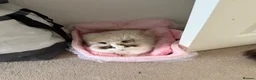 Ragdoll cats for sale: Ragdoll siblings to go to a home together.  - Advert 7