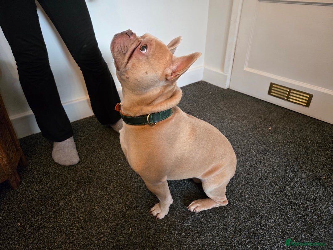 French Bulldog dogs for stud: Pedigree French Bulldog.  - Advert 4