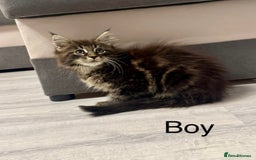 Maine Coon cats for sale: Pedigree Maine Coon kittens - Image 13
