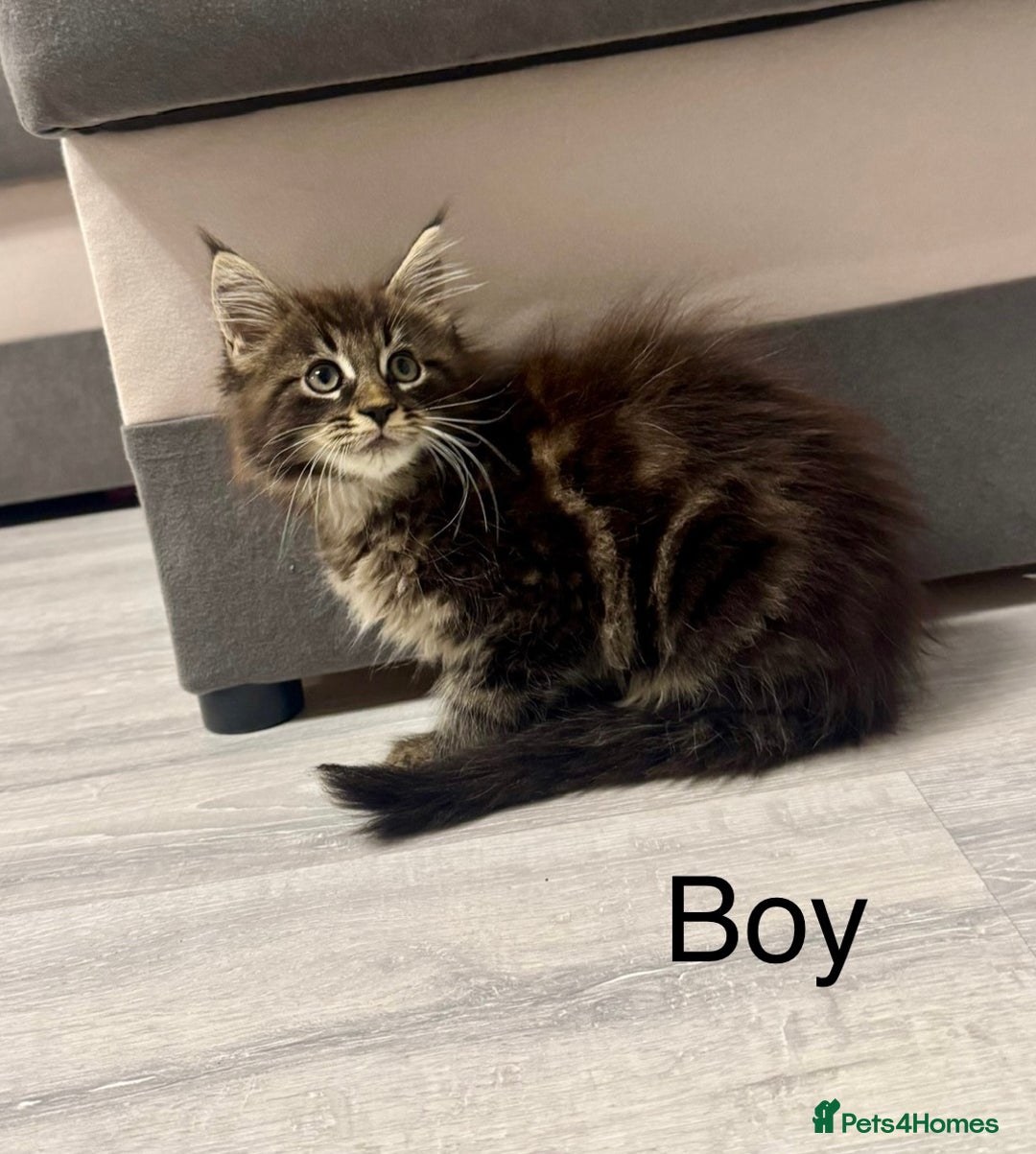 Maine Coon cats for sale: Pedigree Maine Coon kittens - Image 13
