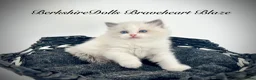 Ragdoll cats for sale: Gorgeous kittens with true ragdoll character - Advert 17