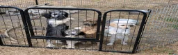 Mixed Breed dogs for sale: 2 blonde girls. Poodle x Biewer Terrier Puppies  - Advert 6