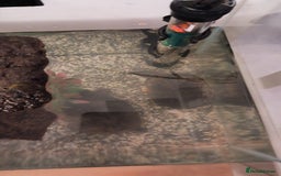 Turtle reptiles for sale: Common musk turtles - Image 3