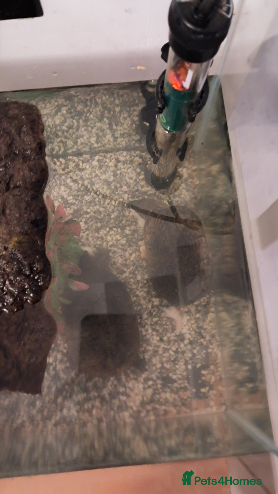 Turtle reptiles for sale: Common musk turtles - Image 3