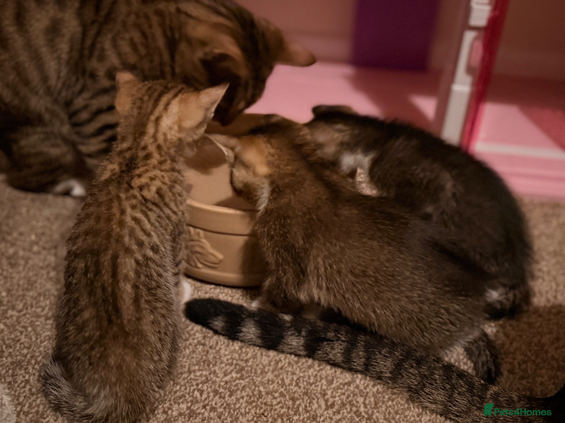 Bengal cats Bengal x Tabby kittens - Advert 3