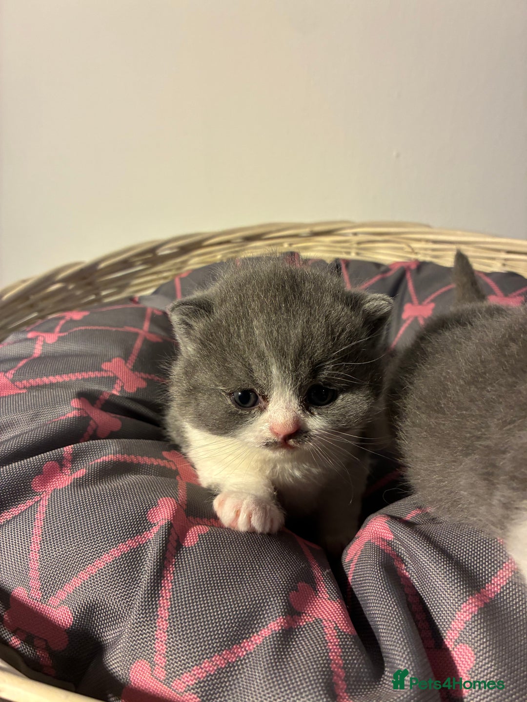 British Shorthair cats for sale: 5 BSH TICA REGISTERED KITTENS - Advert 7