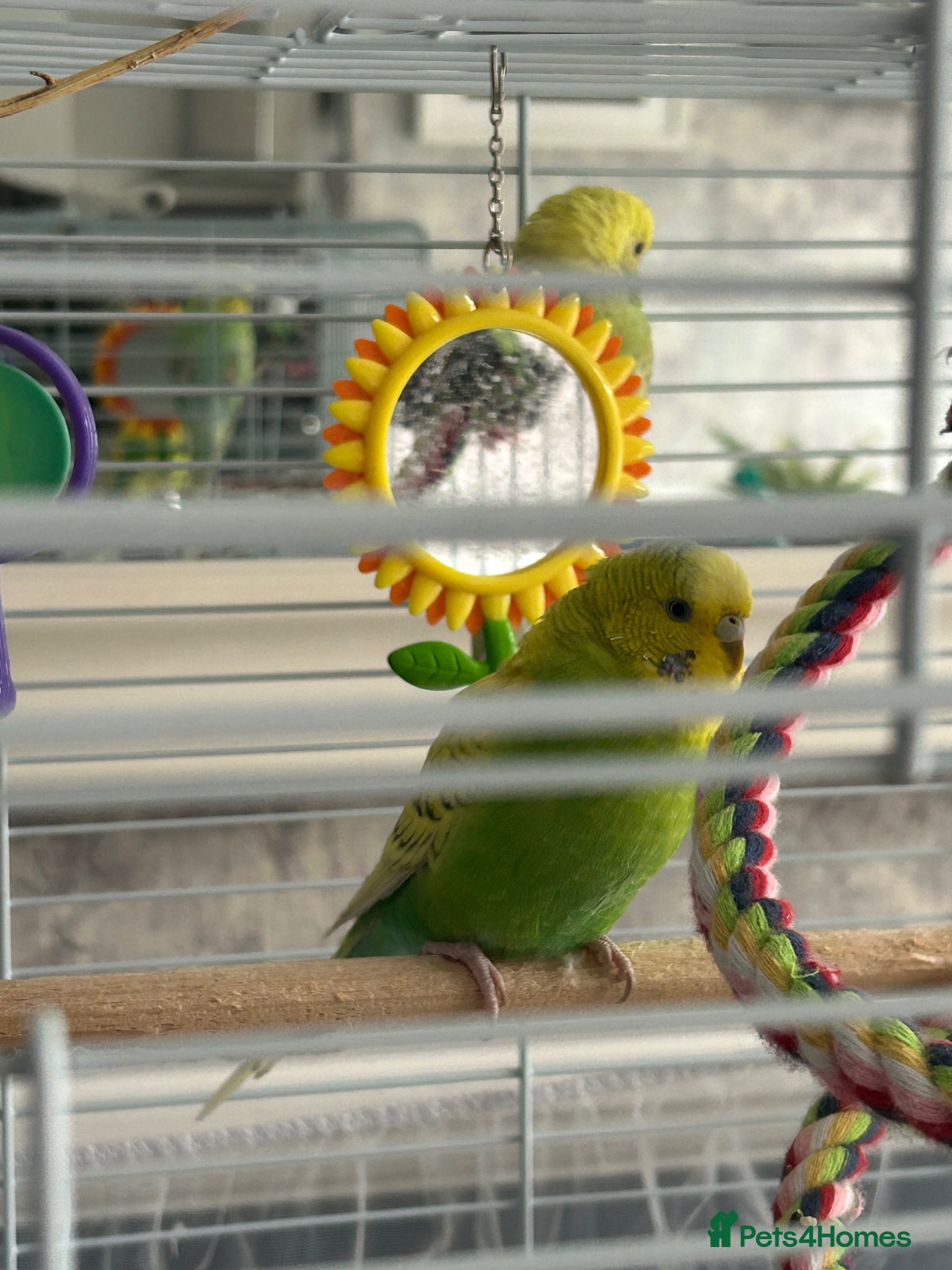Budgerigars birds 2 female baby budgies  - Advert 1