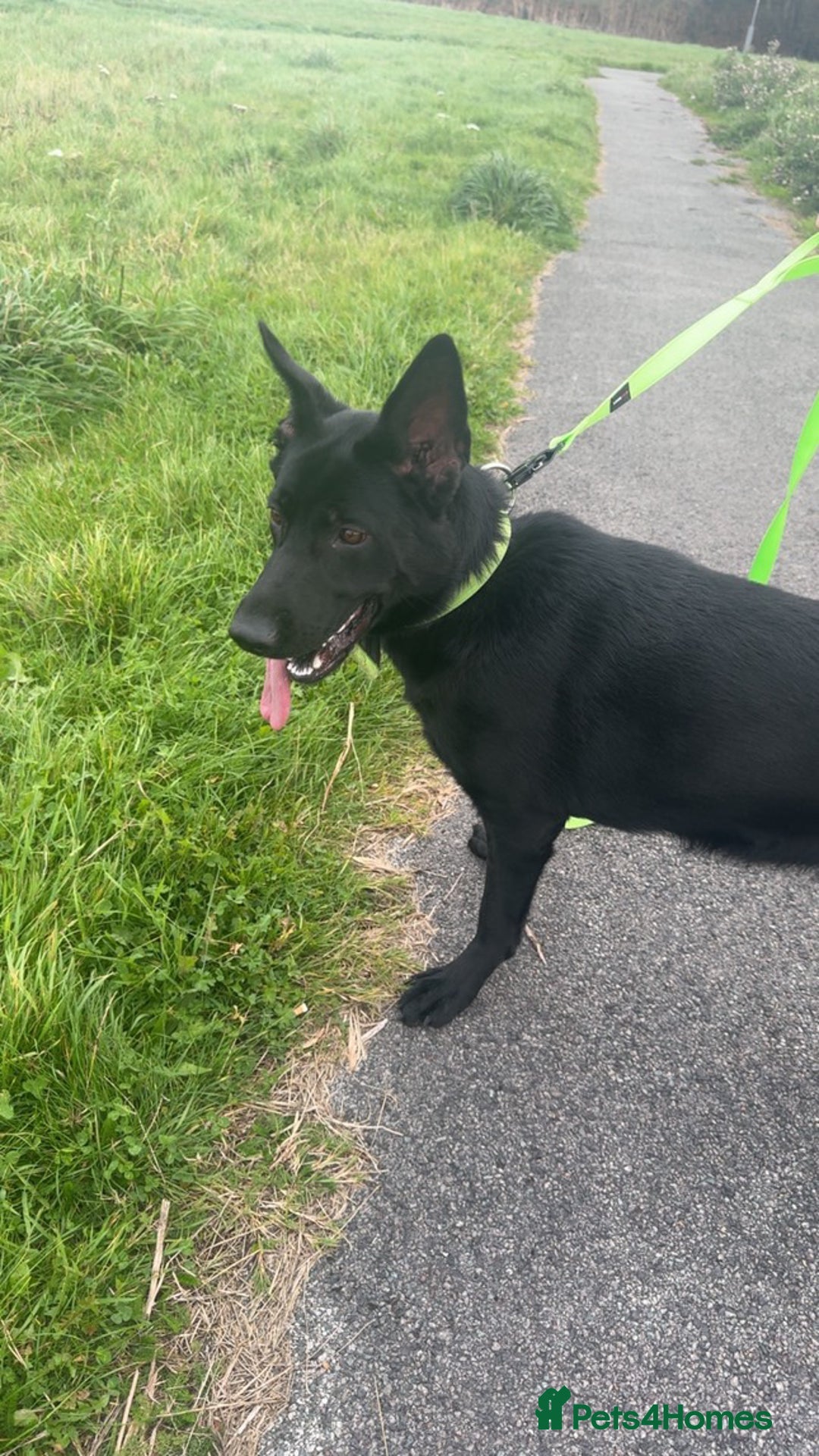 German Shepherd dogs for sale: Luna 14 months girl  - Image 1