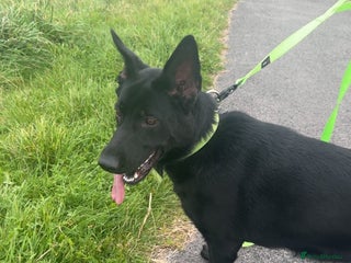 German Shepherd dogs for sale - Advert 1