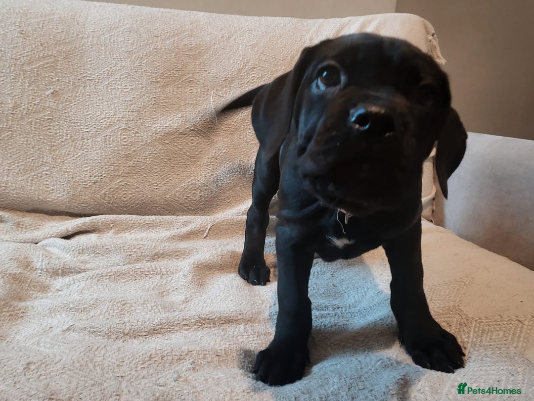 Cane Corso dogs for sale: Cane Corso - Advert 19