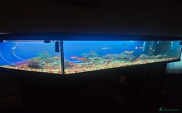 Other/Mixed Breed fish for sale: Tropical mix fish with aquarium  - Advert 2