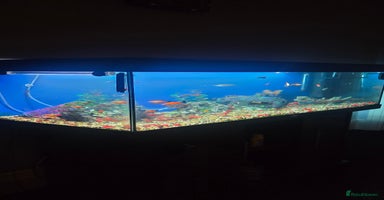 Other/Mixed Breed fish Tropical mix fish with aquarium  - Advert 1