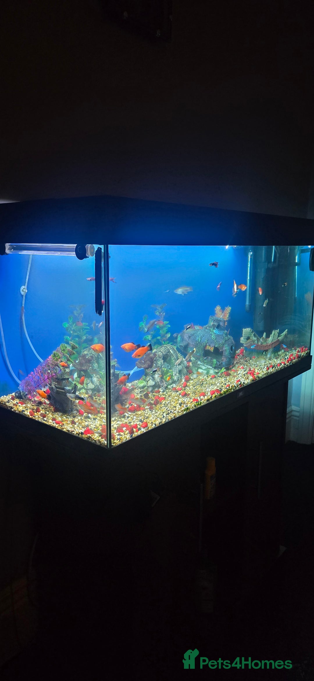 Other/Mixed Breed fish for sale: Tropical mix fish with aquarium  - Advert 2