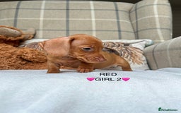 Miniature Dachshund dogs for sale: ❤️MINIATURE DACHSHUNDS❤️ - Image 11