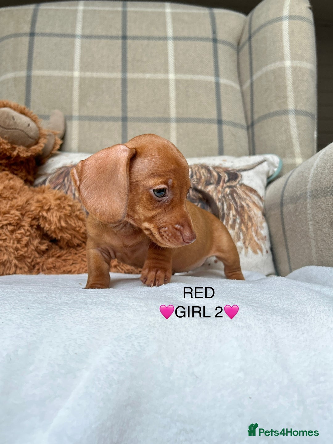 Miniature Dachshund dogs for sale: ❤️MINIATURE DACHSHUNDS❤️ - Image 11