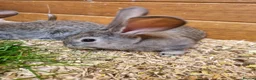 Continental Giant rabbits for sale: Continental Giants in Chester-le-Street - Advert 11