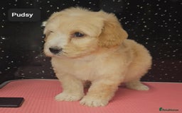 Maltipoo dogs for sale: Quality Champion Apricot Teddy toy Maltipoo's 🧸 - Image 7