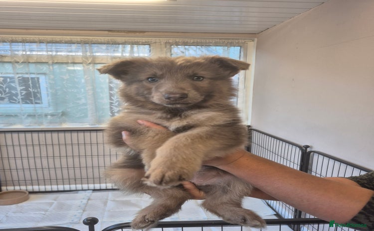 German Shepherd dogs READY TO leave 3 LEFT German Shepherd kc reg pups - Advert 5