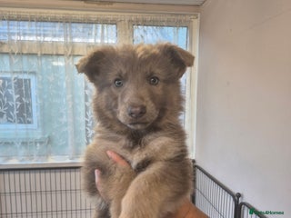 German Shepherd dogs READY TO leave 3 LEFT German Shepherd kc reg pups - Advert 16