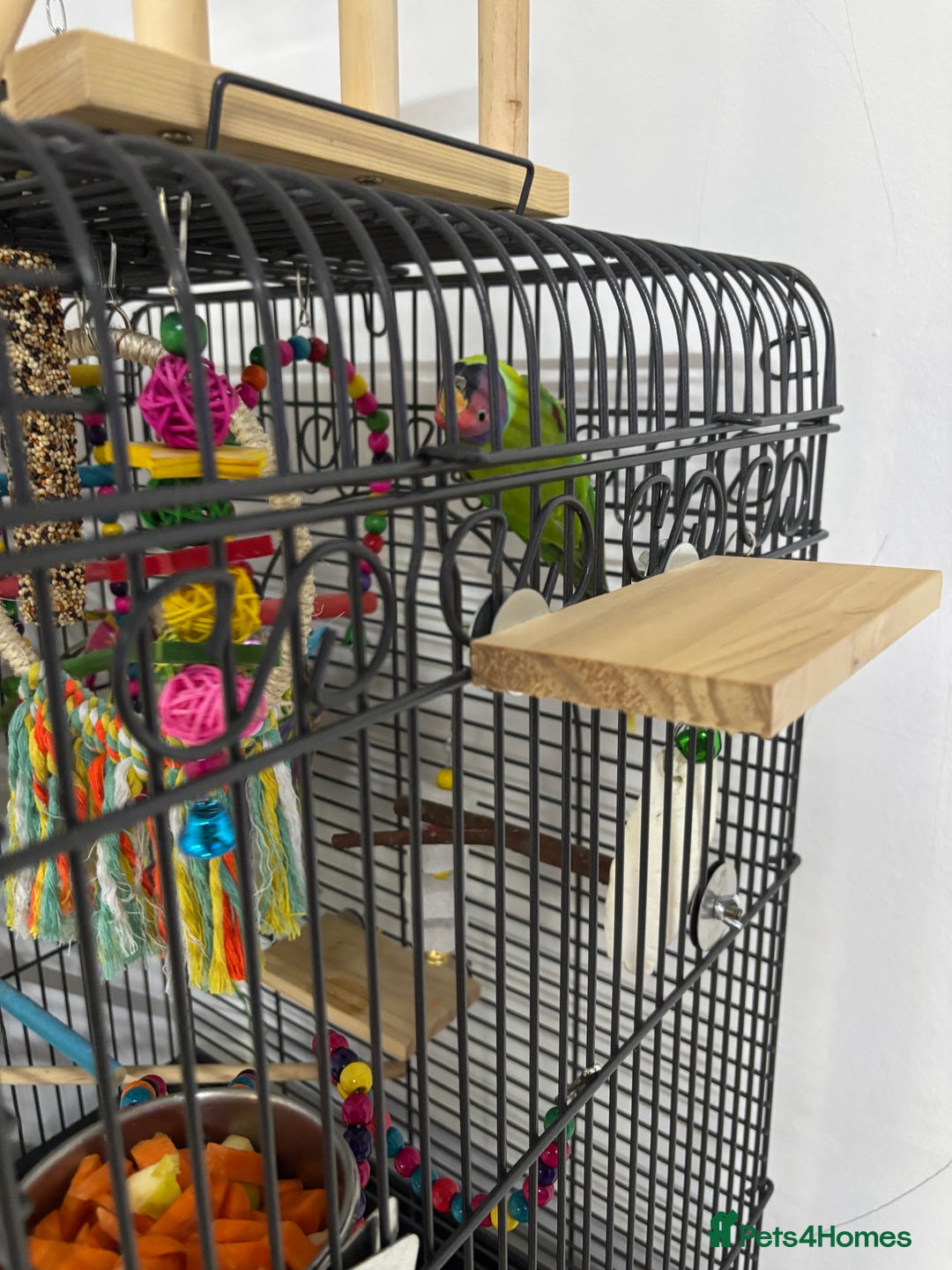 Parakeets birds for sale: Plum headed parakeet  - Advert 5