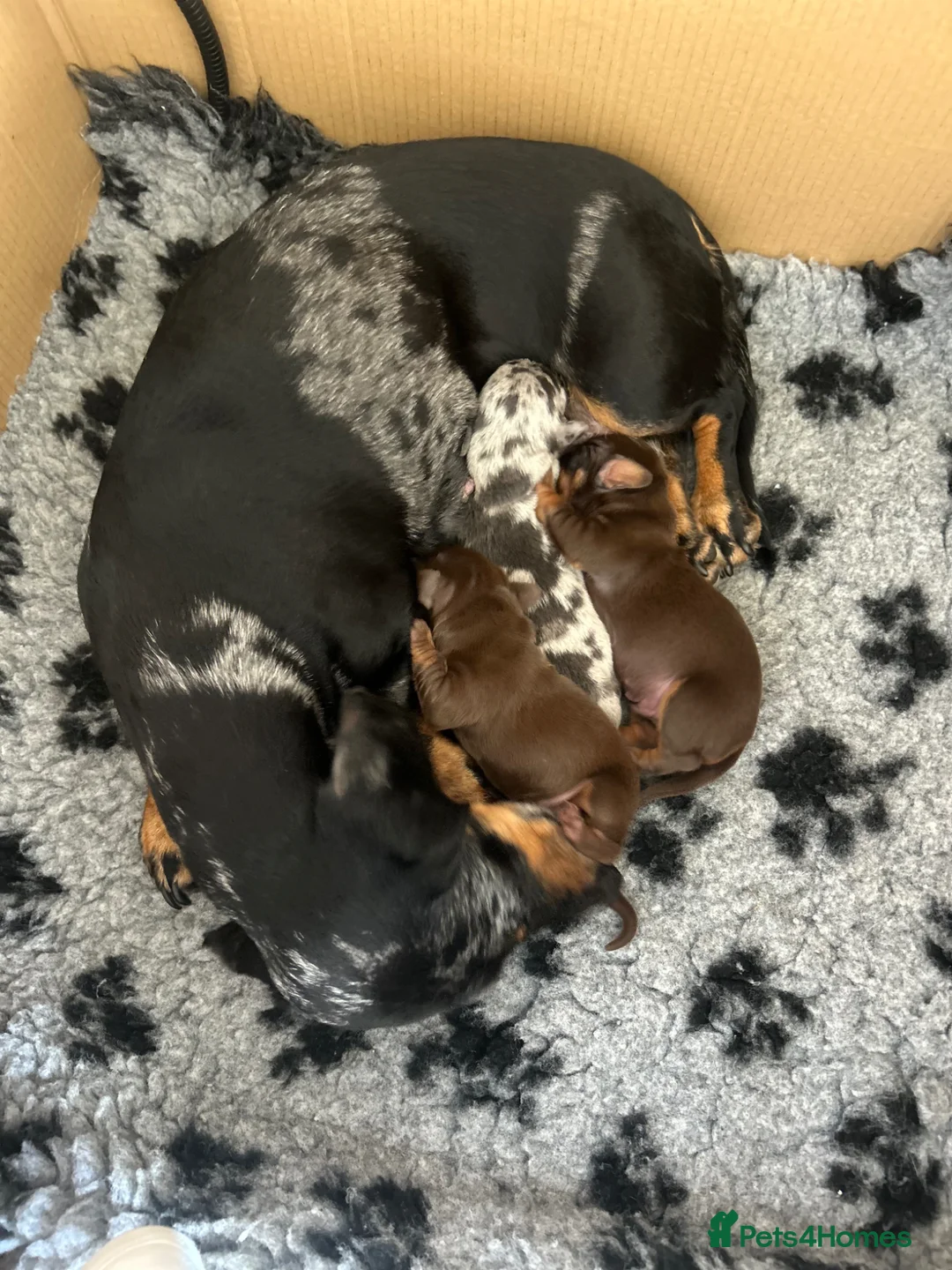 Miniature Dachshund dogs for sale: KC Registered miniature dachshund puppies  in Wrexham - Advert 17