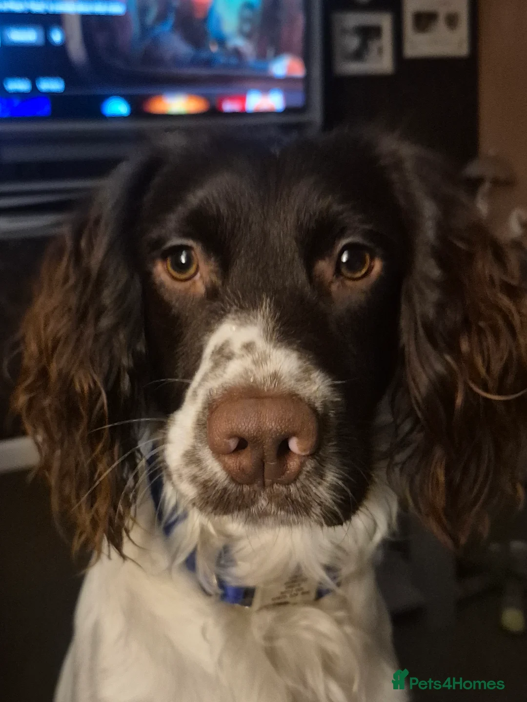 English Springer Spaniel dogs for stud: STUD  - Advert 1