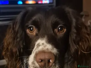 English Springer Spaniel dogs STUD - Advert 1