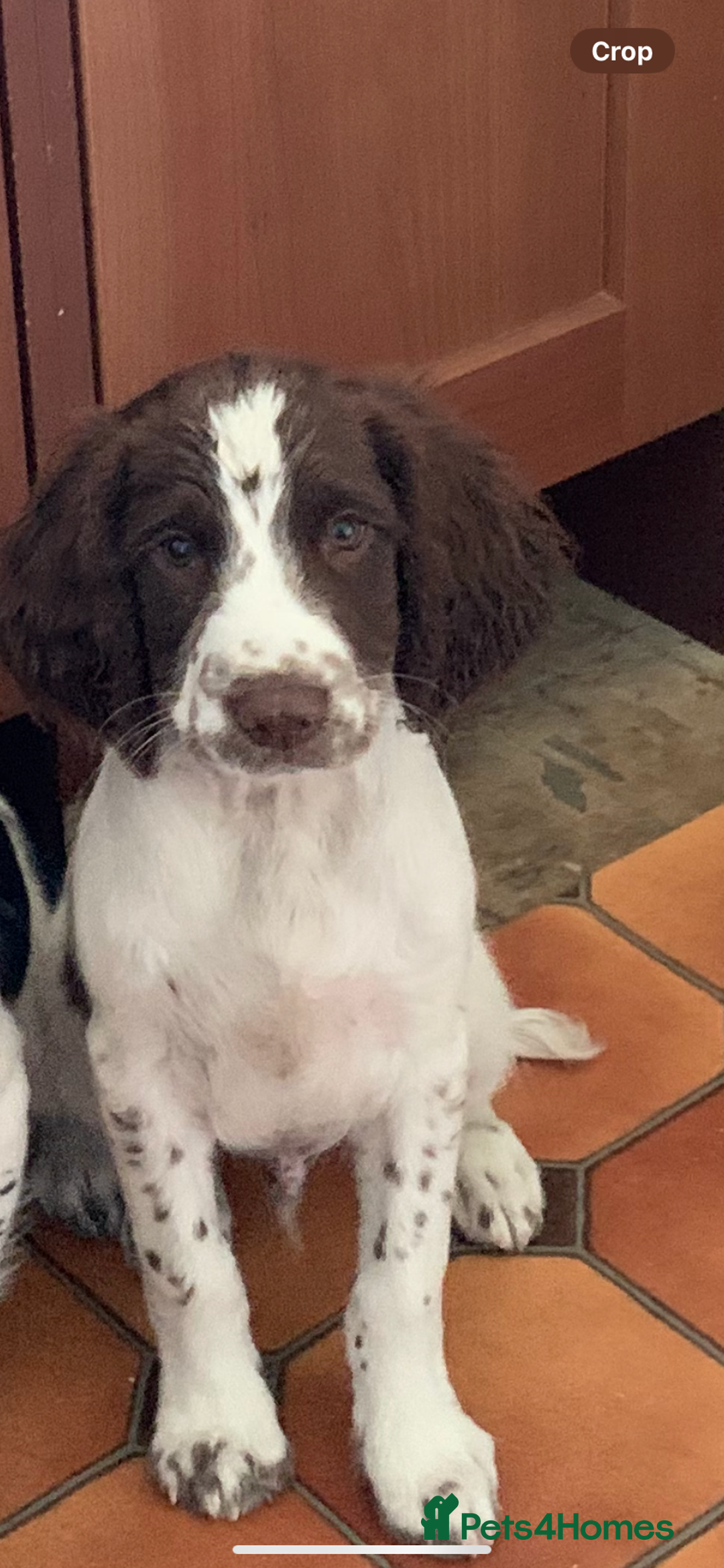 English Springer Spaniel dogs for sale: Ethically Bred  - Image 8