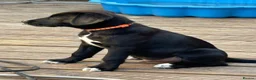 Borador dogs for sale: Beautiful Male Borador Puppy - 16 weeks old - Advert 6