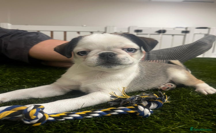 Pug dogs - Advert 5