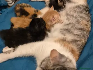 British Longhair cats Beautiful litter - Advert 7