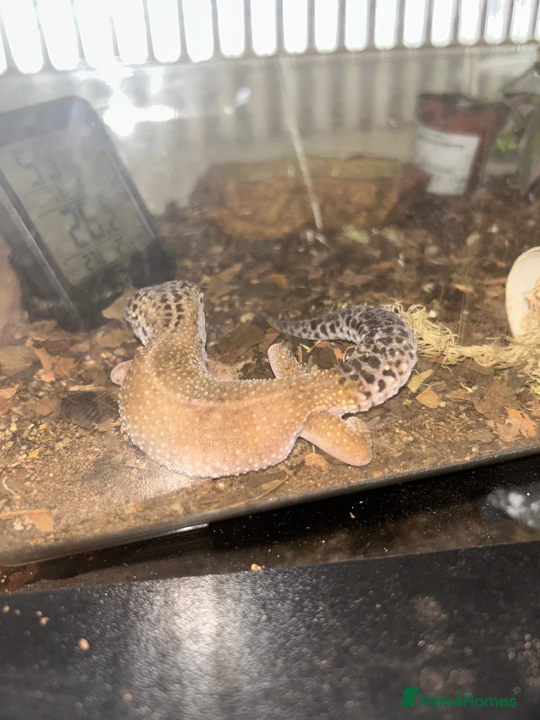 Leopard Gecko reptiles for sale: Male & female leopard gecko in London - Advert 2