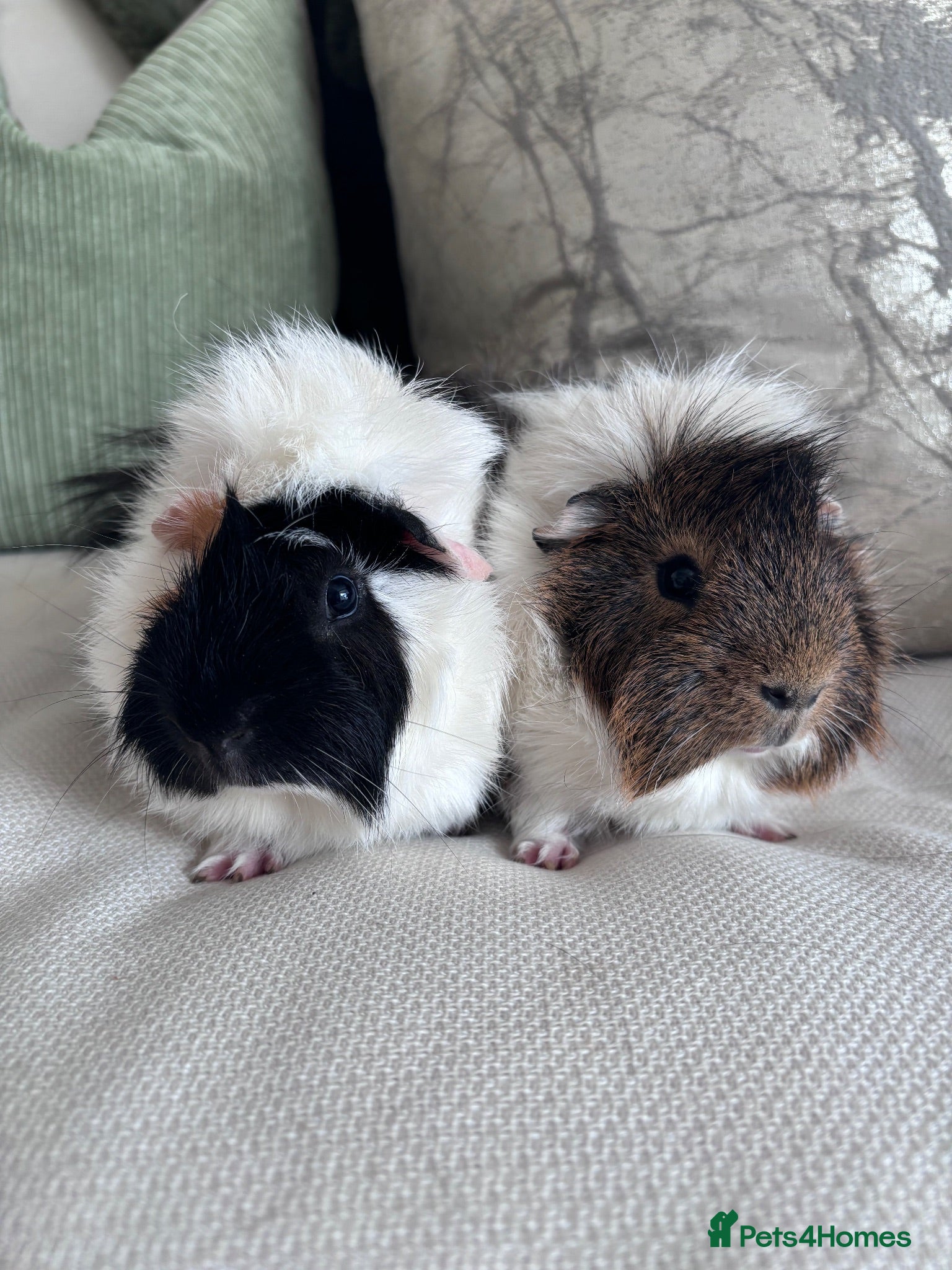 Guinea Pig rodents Gorgeous male Guinea pigs   - Advert 1