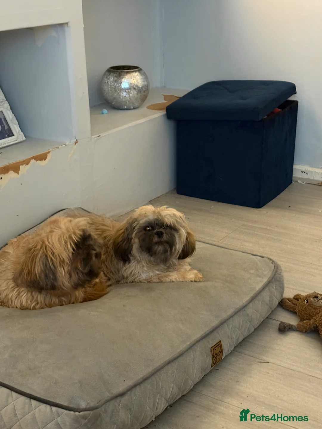 Shih Tzu dogs for sale: 7 month shitzu in Glasgow - Advert 2