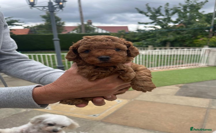 Toy Poodle dogs - Advert 1