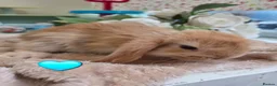 Mini Lop rabbits for sale: I have baby mini lops and mini rex available  - Advert 3