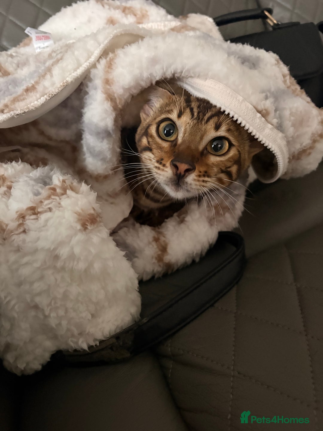 Bengal cats for sale: Bengal - Advert 5